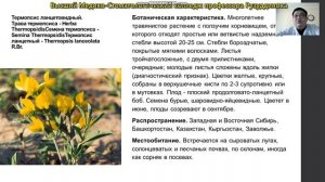 "Лекарственные растения применяемые при сердечно сосудистых заболеваниях"
