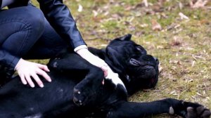 Пёс 5 дней охранял мёртвого хозяина, а когда прибыла полиция — отказался уйти. История из жизни