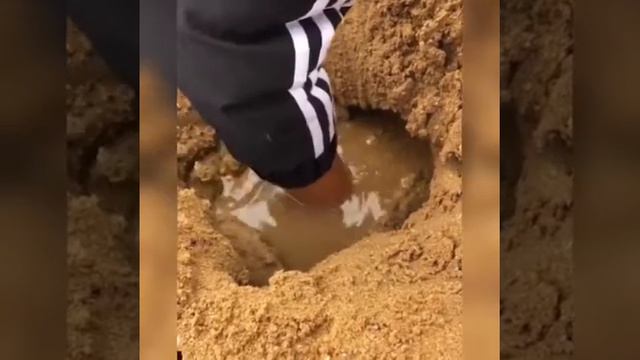 Удивительные морские животные