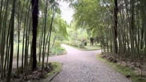 Ботанический сад. Сухуми.