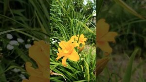 ЛИЛЕЙНИКИ МАХРОВЫЕ. лилейник ЭПРИКОТ БЬЮТИ #лилейник #лилейники #купить лилейник