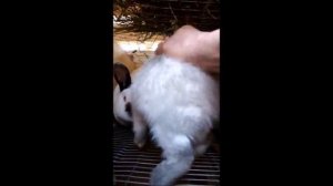 Кролики  Содержание и Разведение кроликов Калифорнийской породы.