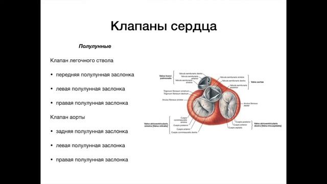 Клапаны сердца - анатомия сердечно-сосудистой системы (ССС)