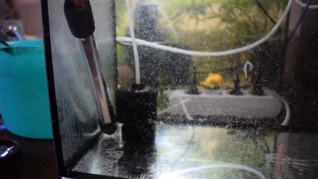 Пост личинка и личинка Макробрахиум Розенберга. Аккр с икрой смотреть онлайн