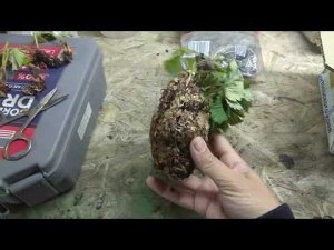 Распаковка посылки с рассадой клубники//ЭТО ЖЕСТЬ