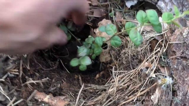 Как посадить голубику. Внесите это голубика хорошо приживется и сразу пойдет в рост! смотреть онлайн