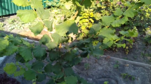 Урожай чеснока с фундука сорта Трапезунд и лука с айвы. смотреть онлайн