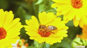 #Islam#Quran#AlAhzab'#ٌMinshawiy#Коран#АльАхьзаб#СамыеКрасивыеМеста#Relaxation#4кВидео#7часть#