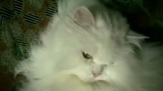 Интервью кота Барсика смотреть онлайн