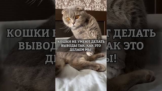 ПОЧЕМУ НЕЛЬЗЯ НАКАЗЫВАТЬ КОШКУ? смотреть онлайн