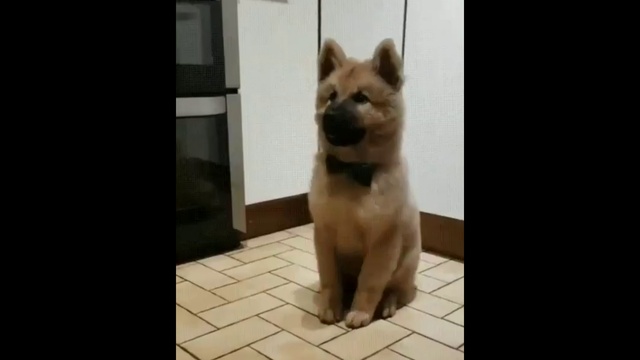 Ржач! Смешные собаки и щенки!!!