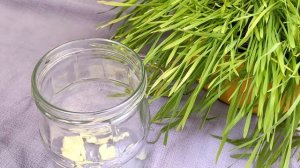 Уход за цветами. Паутинный клещ. Как избавиться от паутинного клеща на цветах