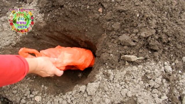 Как измерить температуру почвы без специального градусника? смотреть онлайн