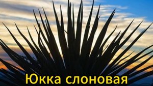 Знак Зодиака КОЗЕРОГ и его растения. Это так просто!