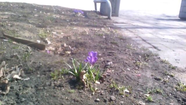 Цветы в подъезде смотреть онлайн