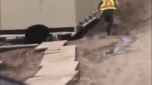 Оделся в костюм медведя и напугал коллегу по работе😃😃😃