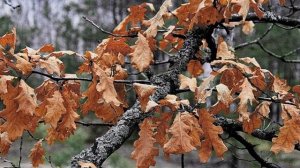 "РЯЗАНЬ. СОЛОТЧА. ПЕРВЫЙ СНЕГ"... (Фото Игоря Баранова (Рязань), музыка Кристины Буджиашвили)