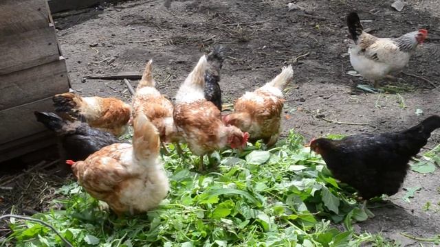 Курочки Видео для детей смотреть онлайн