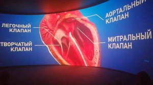 Сердце в жизни человека