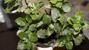 Каланхоэ — размножение в домашних условиях пошагово