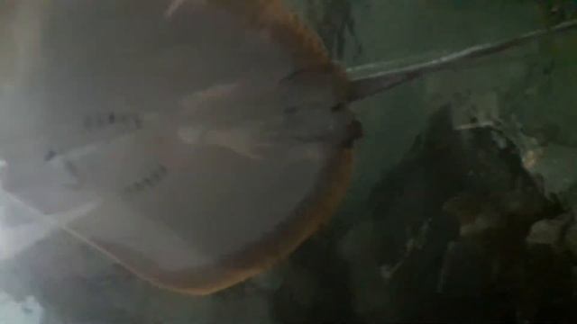 Самый милый скат на свете! смотреть онлайн