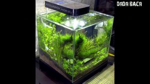 Оформление аквариума!Дизайн небольшого аквариума!