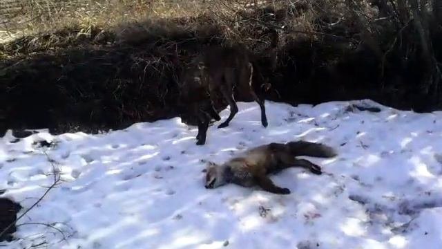 Охота с борзыми х.фирсовка  чернышковский р-он.