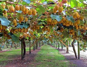 Как на 1 сотке расположить 350 деревьев #humus soil # organic cuLtivation #farm #garden
