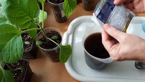 Подкормка рассады.  Азот нужен! Но в каком количестве?