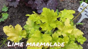Летний окрас гейхеры lime marmalade