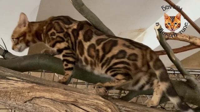 БЕНГАЛЬСКИЕ КОТЯТА, ОКРАС ЗОЛОТО 525 ПРОБА