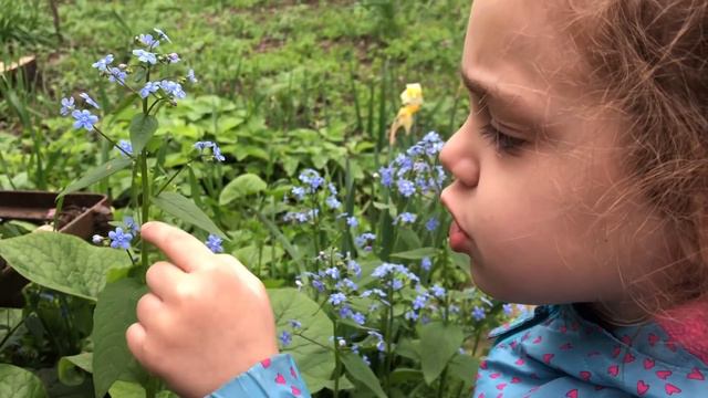 Стих: Незабудки смотреть онлайн