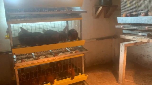 Обзор хозяйства в октябре: козы, куры, бройлеры. "Мое Подворье" смотреть онлайн