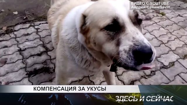 компенсация за укусы смотреть онлайн