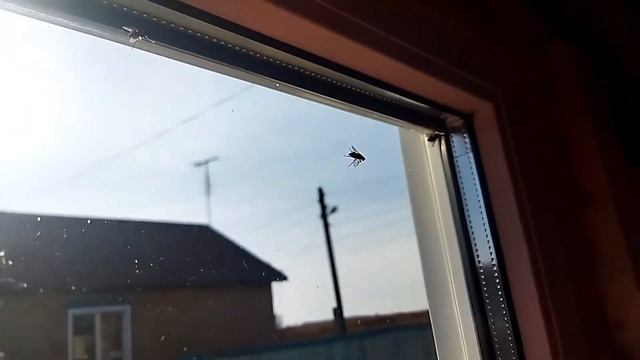 КУЗНЕЧИК и МУХИ. Насекомые в октябре месяце.