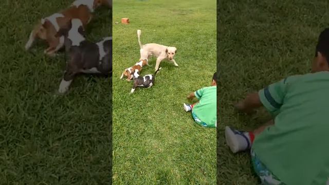 Amir eggart jugando con sus Bull terrier 🐶 смотреть онлайн