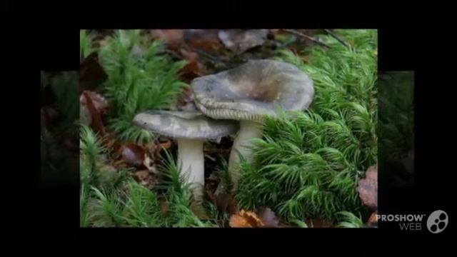 Russula roseostipitata - fungi kingdom смотреть онлайн