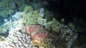 рыба-камень уквохтывается