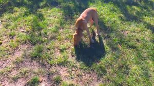 Питбуль терьер  5 месяцев