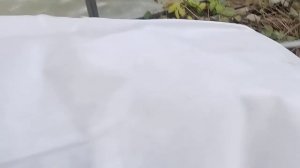 Укрытие на зиму ежевики в теплице. Ремы 16.11.