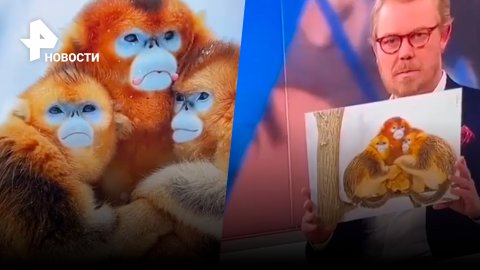 Ведущий новостей на датском телевидении сравнил марокканских футболистов с семьей обезьян