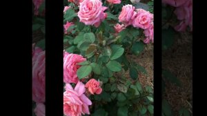 Обзор Роза Анститю Люмьер (Rose Institut Lumière), Гийо - Massad Франция, 2003. Юль 20:20