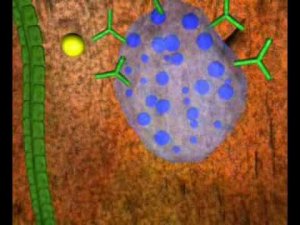 Аллергические реакции