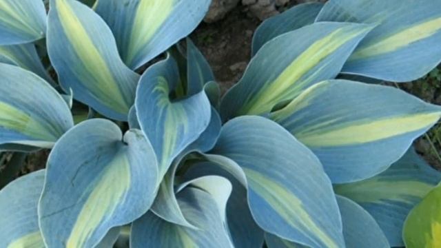 Цветы. Какие цветы сажаем осенью. смотреть онлайн