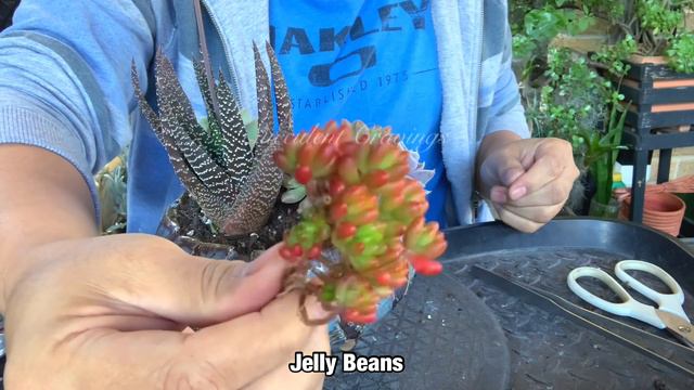 Echeveria Blue Surprise Succulent Arrangement смотреть онлайн