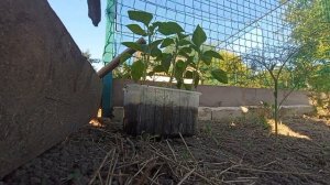 Курчавость листьев у рассады! Перец покрутило. Причины, подкормки и удобрения.Последствия.Исправляе