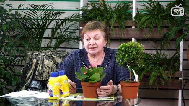 Март - начало активного роста комнатных растений 🌸 Домашнее цветоводство с HITSAD TV