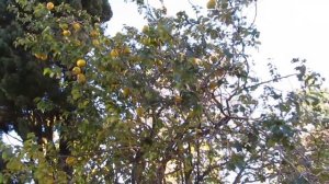 Китайская айва