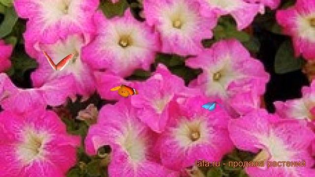Петуния грандифлора Лимбо Джи Пи Роуз Морн ? обзор: как сажать, семена петунии смотреть онлайн