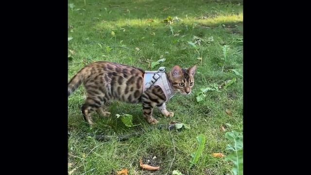 Бенгальская кошка. Как приучить кошку гулять на улице? Смотри видео. Bengal Cat